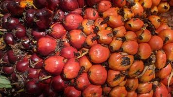 Close-up view of fresh oil palm fruit in an oil palm plantation. photo