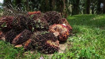 A group of oil palm fruits on a nature background.  Fresh palm oil from palm garden, plant. photo