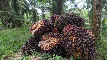 A group of oil palm fruits on a nature background.  Fresh palm oil from palm garden, plant. photo