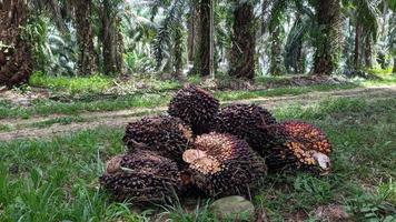 un grupo de frutos de palma aceitera sobre un fondo natural. aceite de palma fresco del jardín de palmeras, planta. foto