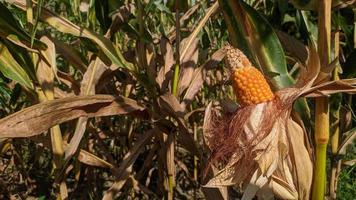 A selective focus picture of corn cob in organic corn field. photo