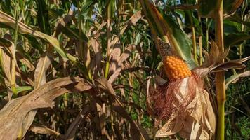 A selective focus picture of corn cob in organic corn field. photo