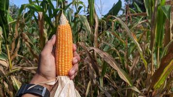 Ripe Corn Cobs are grasped in the Corn Field. photo