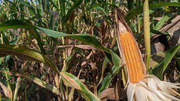 una imagen de enfoque selectivo de la mazorca de maíz en el campo de maíz orgánico. foto