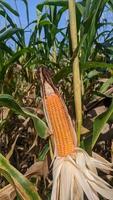 A selective focus picture of corn cob in organic corn field. photo