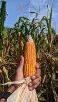 Ripe Corn Cobs are grasped in the Corn Field. photo