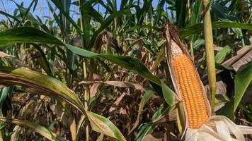 A selective focus picture of corn cob in organic corn field. photo