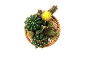 Close up of succulent and cactus in a mini terarium pot isolated on white background.Small plant garden.Top or above view. photo