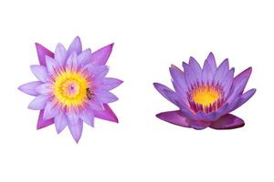 Beautiful two purple lotus flowers are blooming with bee on pollen isolated on white background.Clipping path included.Above and front view.Autumn season.Aquatic plant. photo