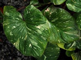 homalomena variegated plant pink splash on green photo