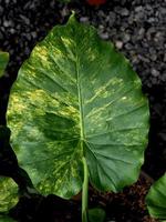 variegated plant and raindrop photo