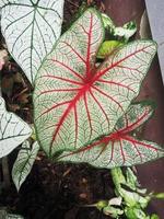 caladium bicolor great plant leafes colorfull and variegetad photo