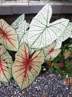 caladium bicolor gran planta leafes colorido y variegetad foto