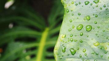 variegated plant and raindrop photo