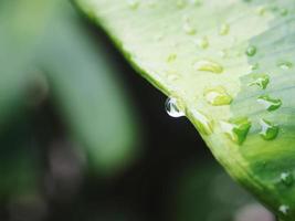 variegated plant and raindrop photo