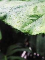 variegated plant and raindrop photo