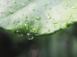 variegated plant and raindrop photo