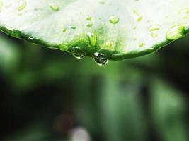 variegated plant and raindrop photo