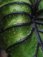 colocasia máscara de faraón hoja verde con línea negra y gota de lluvia en verde foto