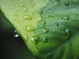 variegated plant and raindrop photo