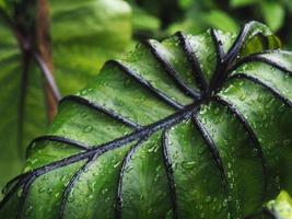 colocasia Pharoah's mask green leafe with black line and rain droop on green photo
