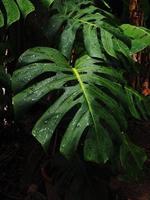 giant green monstera and background geen  fresh photo