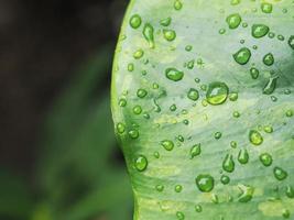 variegated plant and raindrop photo