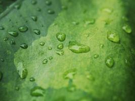 variegated plant and raindrop photo