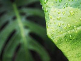 variegated plant and raindrop photo