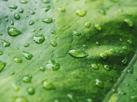 variegated plant and raindrop photo