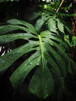 giant green monstera and background geen  fresh photo