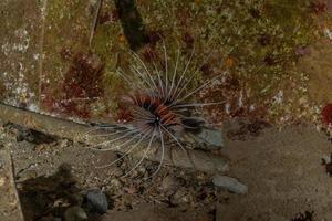 Lion fish in the Red Sea colorful fish, Eilat Israel photo