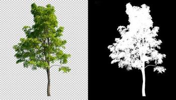 árbol verde en una imagen de fondo transparente con una ruta de recortes dentro de la imagen y el canal alfa foto