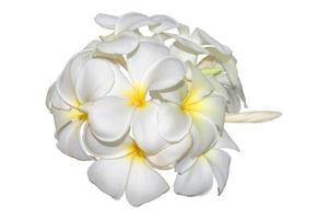 Frangipani, plumeria tropical flowers isolated on white. Clipping path photo