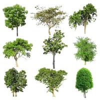 Tree collection set isolated on white background photo