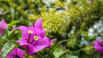 flores de buganvilla en el jardín de flores foto