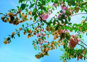 flores de buganvilla con fondo de cielo despejado foto