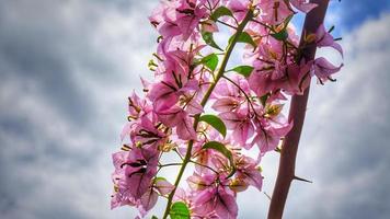 flores de buganvilla con fondo de cielo despejado foto