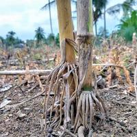 close-up view of corn tree roots photo