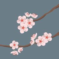 Cherry blossom branches. Flowers isolated on a blue background