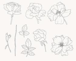 doodle line art rose flower bouquet elements collection vector