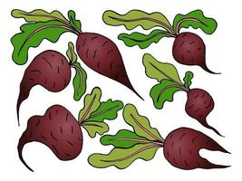 Sweet fresh beet with leaf isolated vector