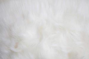Artificial white fur texture background with copy space photo