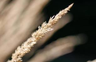 primer plano de grano de cereal de trigo