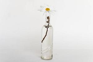 Small glass vase with flower photo