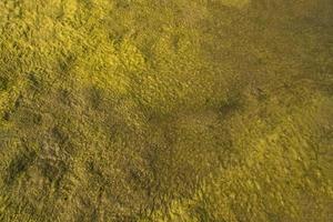 Fondo de textura de musgo verde húmedo de agua. textura de fondo natural