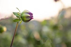 Beautiful Pink Flower Bud with blurry background. Spring dahlia Flower bud natural view photo