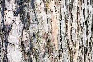 textura de corteza de madera de pino foto