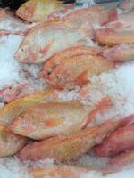 Fresh Frozen Fish photo