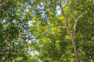 forest trees. nature green wood sunlight backgrounds photo